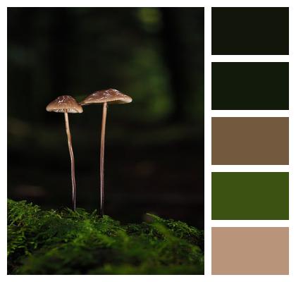 Small Mushroom Mushroom Forest Dwellers Image